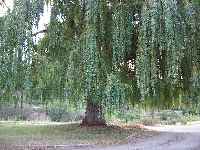 Willow-tree