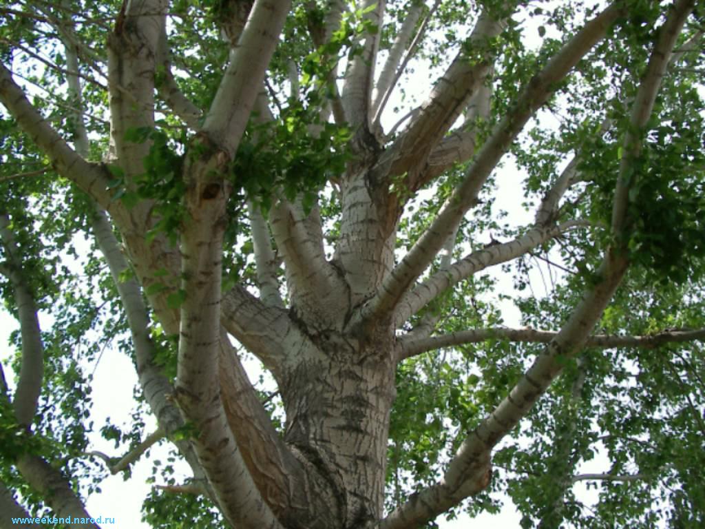 A tree.