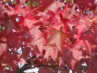 Autumn, maple leaves
