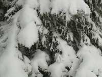 Snow. Winter in Whistler